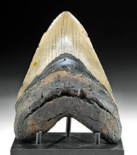 Huge Fossilized Megalodon Tooth