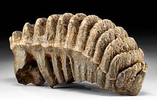 Large Fossilized Prehistoric Stegodon Tooth