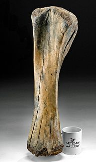 Large Fossilized Mammoth Tibia Leg Bone