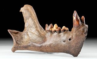 Rare Fossilized Siberian Beringian Cave Lion Jaw