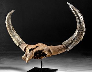 Fossilized Bison Priscus Skull w/ Horn Sheaths