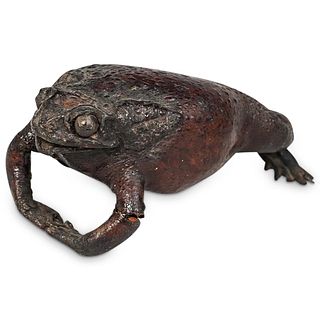 Apocrathy African Bull Frog Specimen