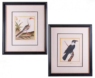 Martinet Antique Bird Lithographs, Pair