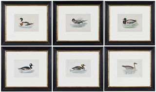 Six Colored Lithographs of Ducks