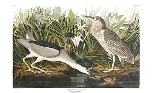 John James Audubon (After) - Night Heron or Qua Bird