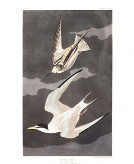 John James Audubon (After) - Lesser Tern