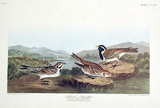 John James Audubon (After) - Lapland Long-spur