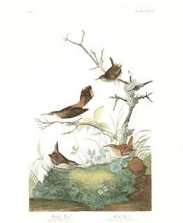 John James Audubon (After) - Winter Wren Rock Wren