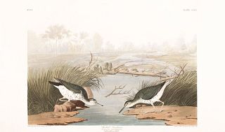 John James Audubon (After) - Spotted Sandpiper
