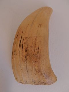 ANTIQUE WHALE TOOTH