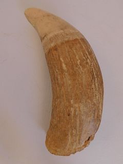 CURVED WHALE TOOTH 