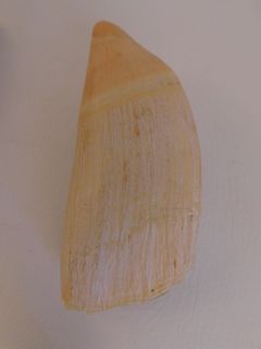 LARGE RAW WHALE TOOTH