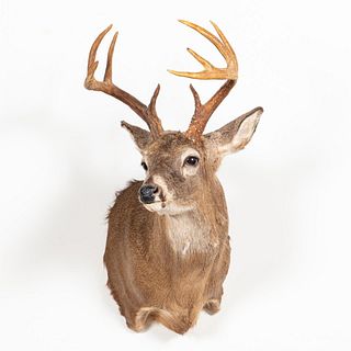 TAXIDERMY WHITE-TAILED DEER SHOULDER MOUNT