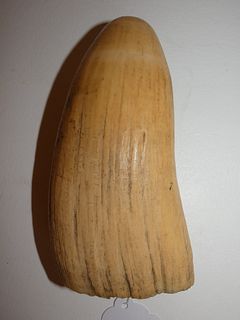 LARGE RAW WHALE TOOTH