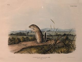 After John James Audubon
American, 1785 - 1851
Mexican Marmot - Squirrel
plate CXXIV
large folio lithograph with hand coloring on paper 
published by 