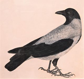 Prideaux John Selby
British, 1788 - 1867
Hooded Crow
1829
watercolor, gouache over graphite on paper
titled and inscribed in pencil indistinctly lower