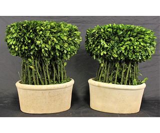 PAIR OF PRESERVED BOXWOOD WILLOW TOPIARY