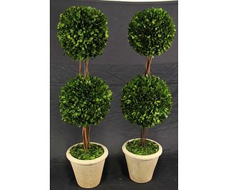 PAIR OF PRESERVED BOXWOOD DOUBLE SPHERE TOPIARY