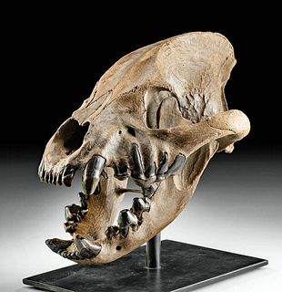 Impressive & Rare Fossilized Cave Hyena Skull - Choice!