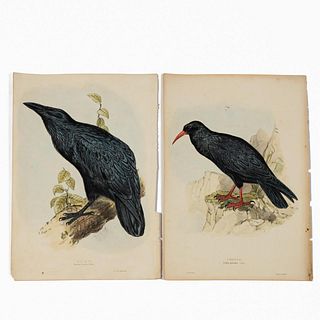 PAIR,JOHN GOULD LITHOGRAPHS, BIRDS OF EUROPE 1830S