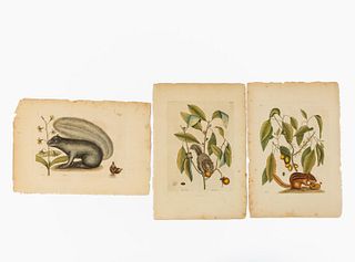 SET OF THREE MARK CATESBY SQUIRREL ENGRAVINGS