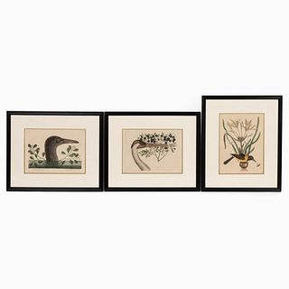 3 PC, MARK CATESBY HAND COLORED ENGRAVINGS, FRAMED