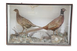TAXIDERMY: A CASED PAIR OF RING-NECK PHEASANTS, (Phasianus colchicus), the 