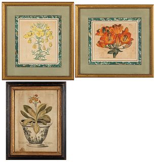 3 Hand-Colored Botanicals, 18th Century
