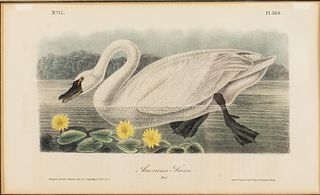 After JJ Audubon, American Swan, Litho