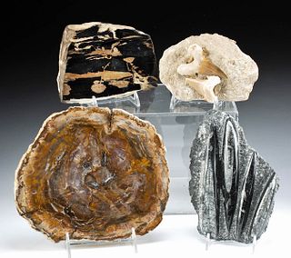 4 Prehistoric Marine Fossils & Petrified Wood Slabs