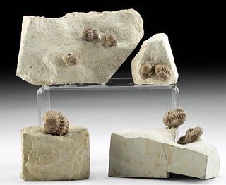 4 Fossilized Enrolled Trilobites in Matrices