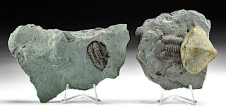 Fossilized Trilobites in Matrix w/ Pyrite Brachiopod