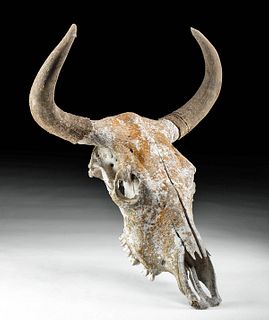 Mid 19th C. American Cow Skull - From Chisholm Trail