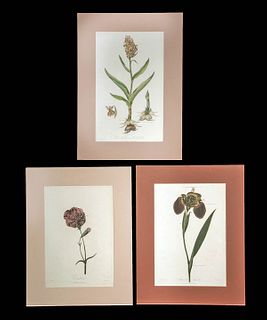 Three 19th C. British Floral Engravings - Dr. Thornton