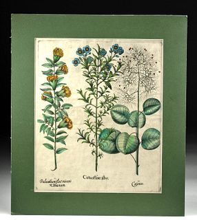 2nd Edition Besler Botanical Engraving - 1640
