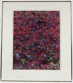 Wainwright Photograph, 'Blueberries'