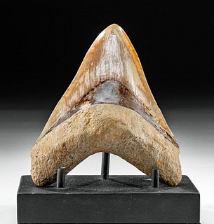 Gorgeous Indonesian Fossilized Megalodon Tooth