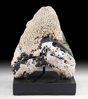 Fossilized Megalodon Tooth w/ Coral Encrustations