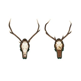 Pair of Sika Deer Skull with Antlers Mounts