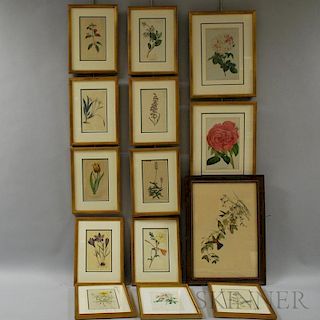 Fourteen Framed Hand-colored Botanical Engravings.