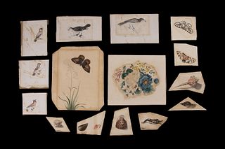 (15) ORIGINAL BRITISH WATERCOLORS & DRAWINGS CIRCA 1830-45, DEPICTING SEASHELLS, BIRDS, BUTTERFLIES & FLOWERS