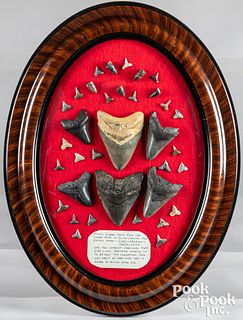 Collection of fossil shark's teeth, framed