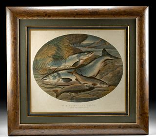 Framed H.L. Rolfe's Study of Fresh-Water Fish #3, 1856