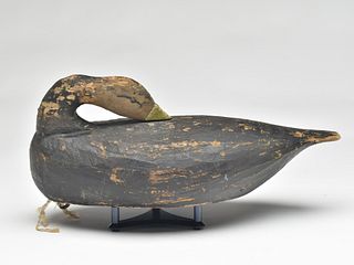 Rare preening black duck, Miles Hancock, Chincoteague, Virginia.