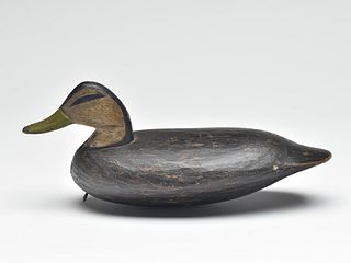 Unusual small size black duck, Doug Jester, Chincoteague, Virginia, 1st quarter 20th century.