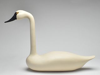 Rare straight neck swan, Madison Mitchell, Havre de Grace, Maryland.