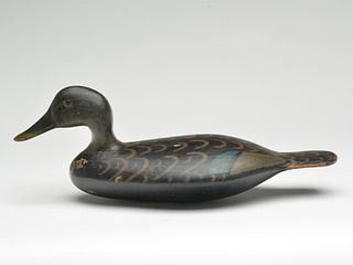 Black duck, George Stevens, Weedsport, New York, last quarter 19th century.
