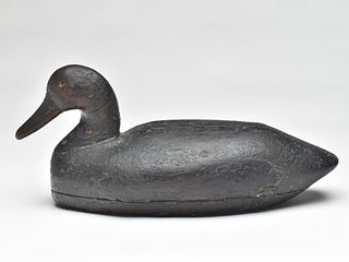 Rare black duck, George Doughty, Hog Island, Virginia, last quarter 19th century.