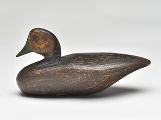 Unusual small size black duck, Doughty Family, Hog Island, Virginia.