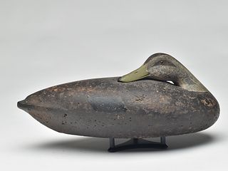 Sleeping cork body black duck, Charles E. 'Shang' Wheeler, Stratford, Connecticut.